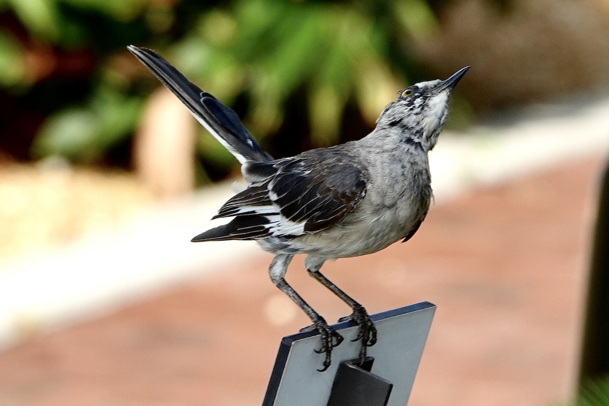 Northern Mockingbird - ML599134981