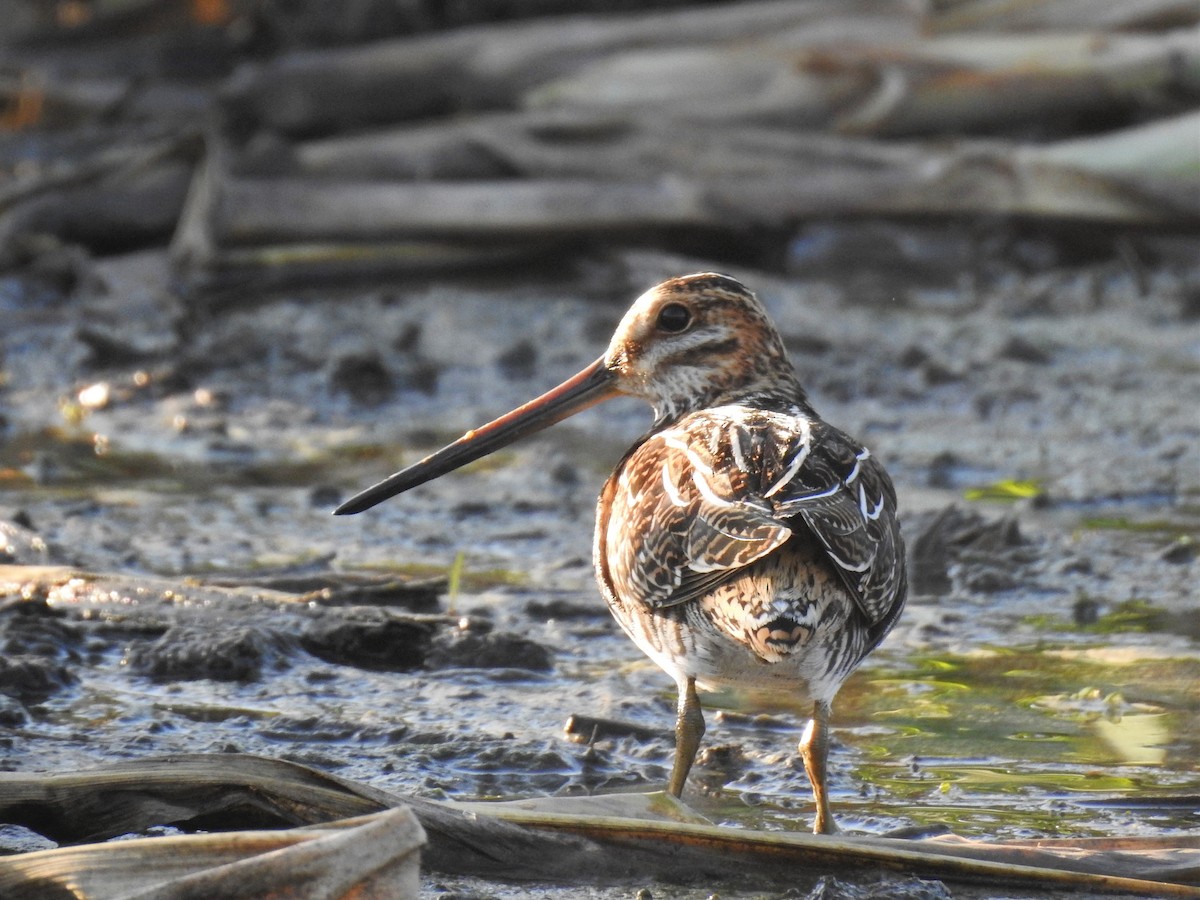 Wilson's Snipe - Dave McLain