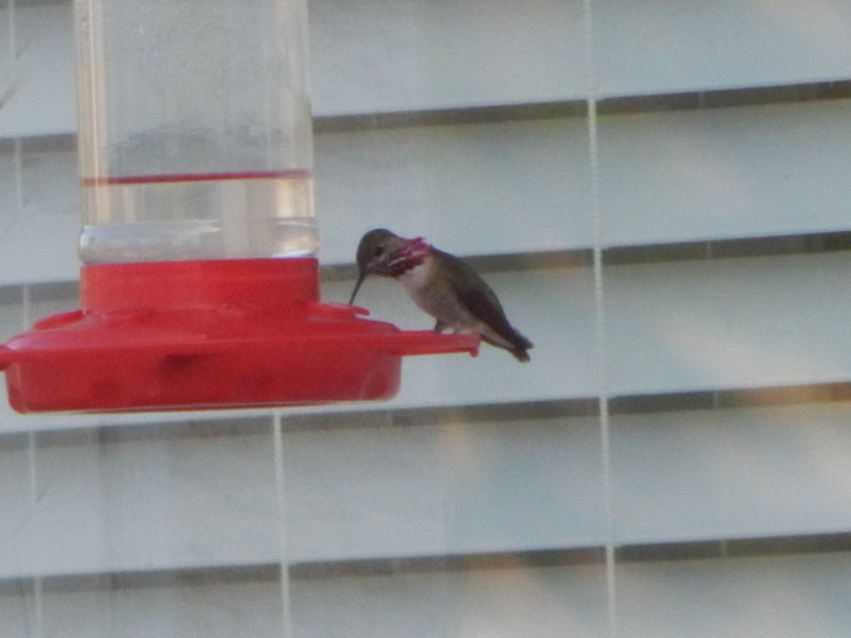 Calliope Hummingbird - ML599135691