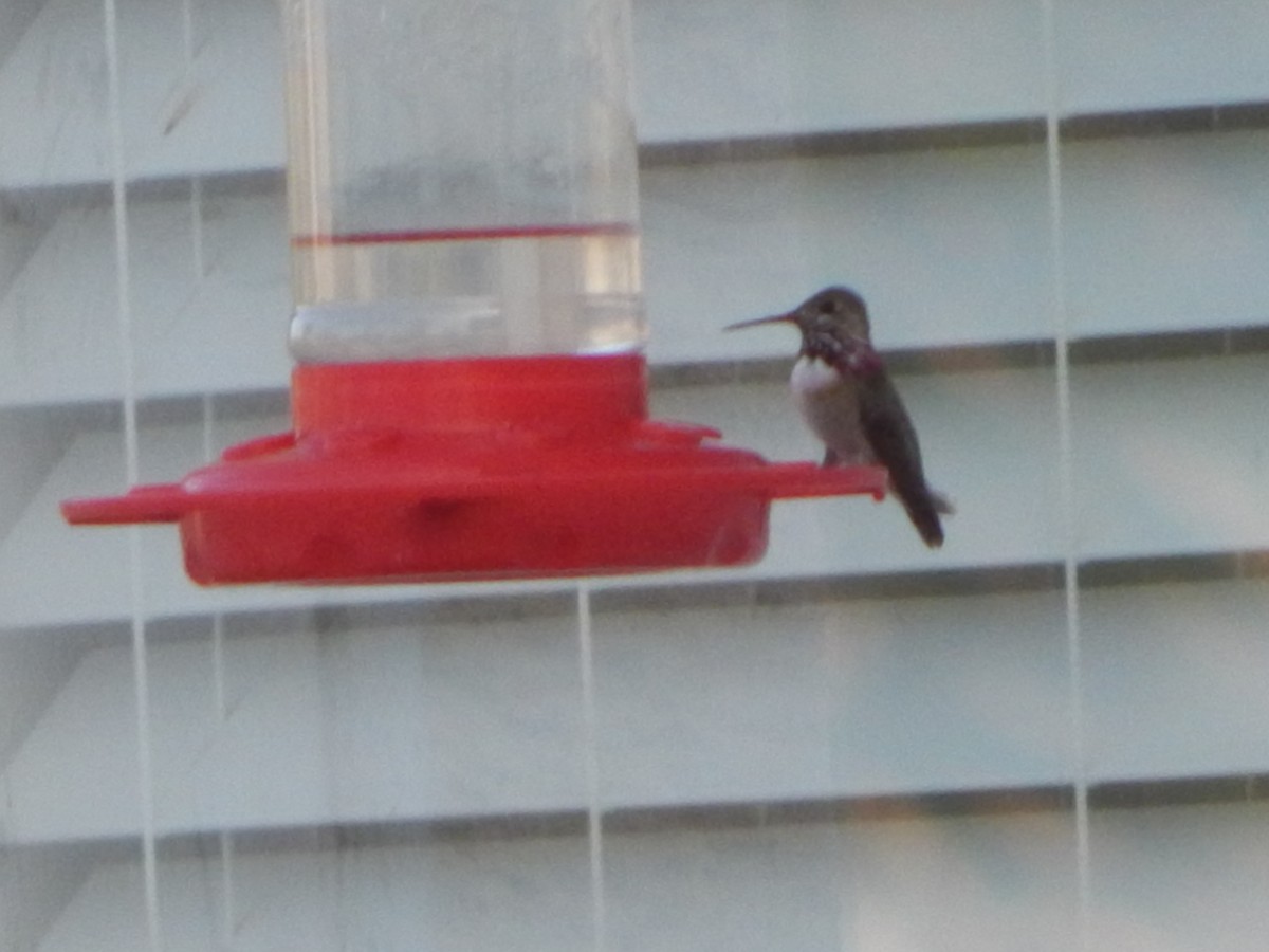 Calliope Hummingbird - ML599135701
