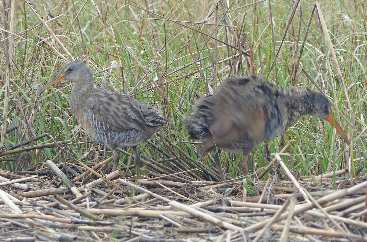 Clapper Rail - ML59913581