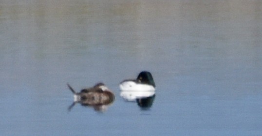 Common Goldeneye - ML59913611