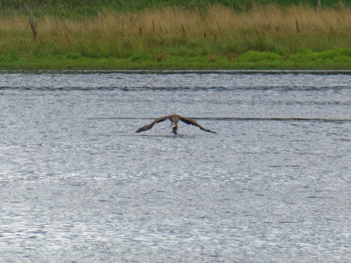 White-tailed Eagle - ML599136151