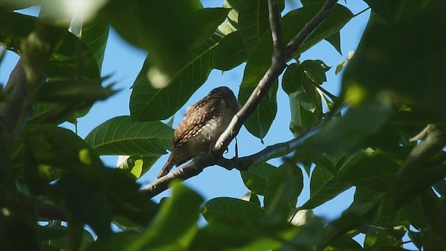 Eurasian Wryneck - ML599136181