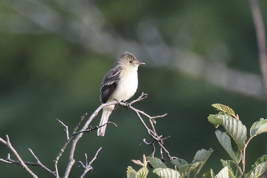 Alder Flycatcher - ML599136281