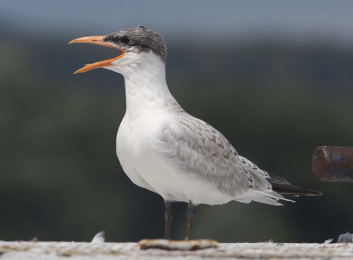 Caspian Tern - Tom Devecseri