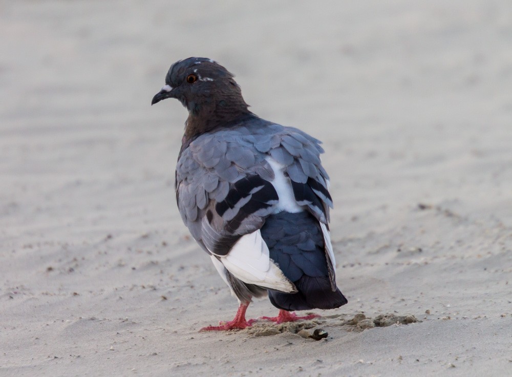 Rock Pigeon (Feral Pigeon) - ML59913781