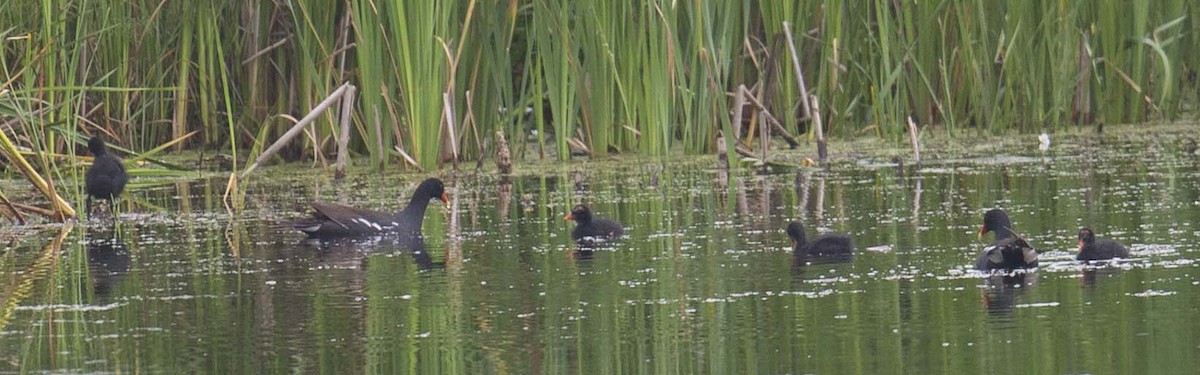 Common Gallinule - ML599138391