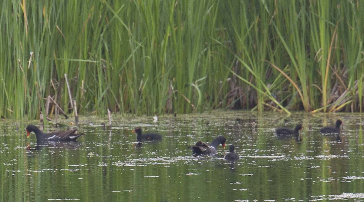 Gallinule d'Amérique - ML599138401