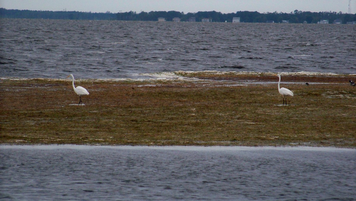 Great Egret - ML599138511