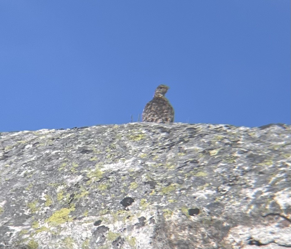 White-tailed Ptarmigan - ML599138681