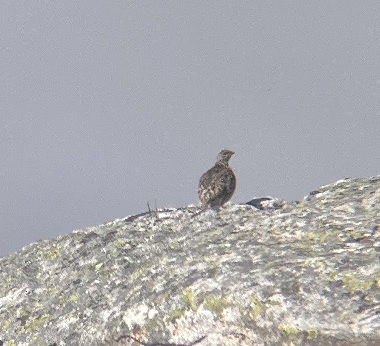 White-tailed Ptarmigan - ML599138691