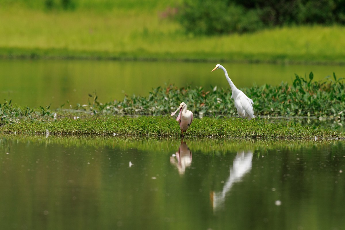 Roseate Spoonbill - ML599138911