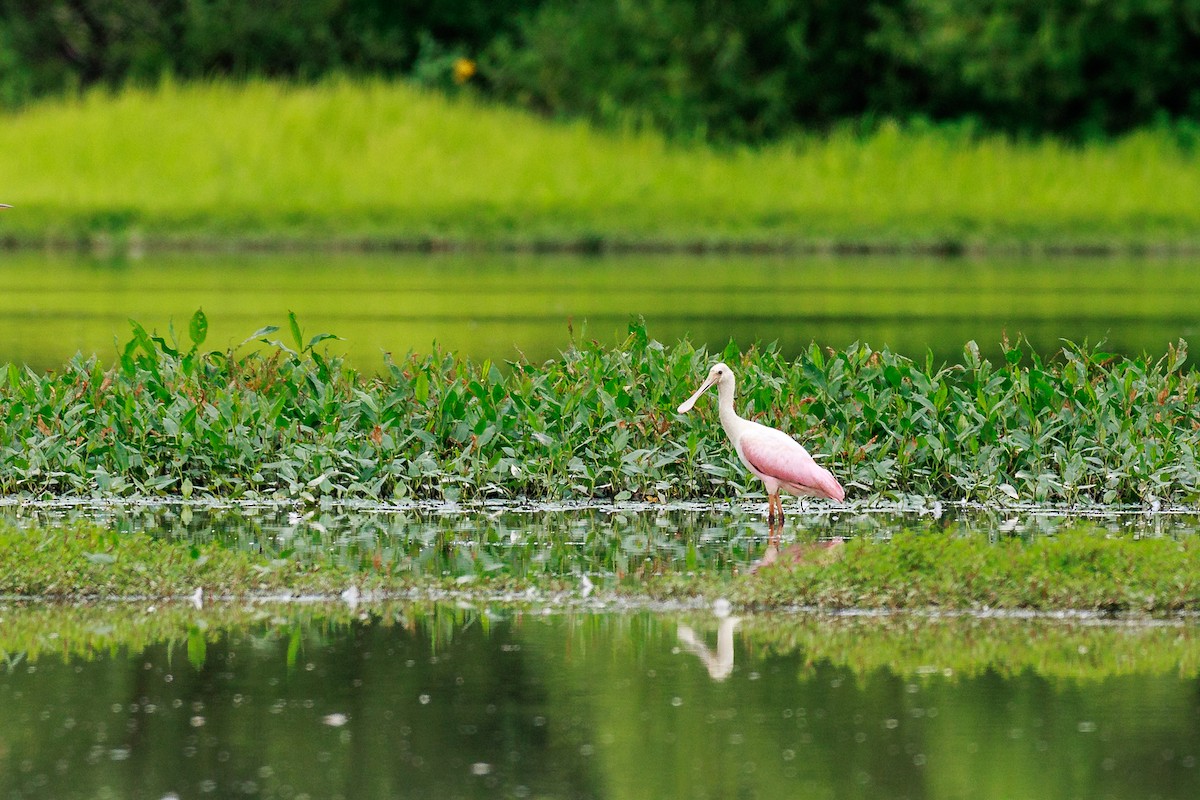 Roseate Spoonbill - ML599138921