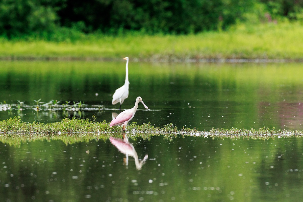 Roseate Spoonbill - ML599138931