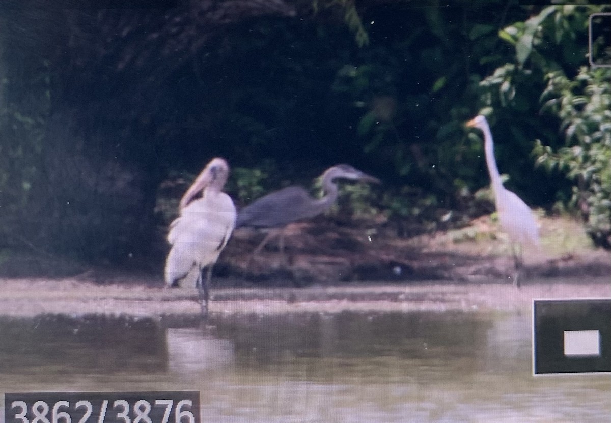 Wood Stork - ML599139431