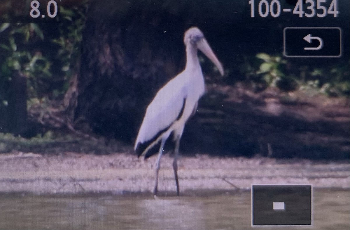 Wood Stork - ML599139441