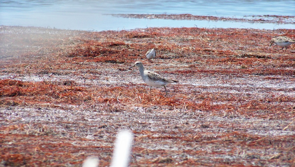 Pectoral Sandpiper - Timothy Blanchard