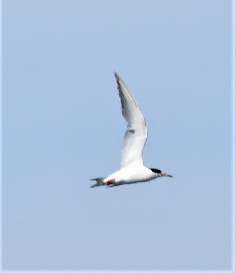 Forster's Tern - ML599142001