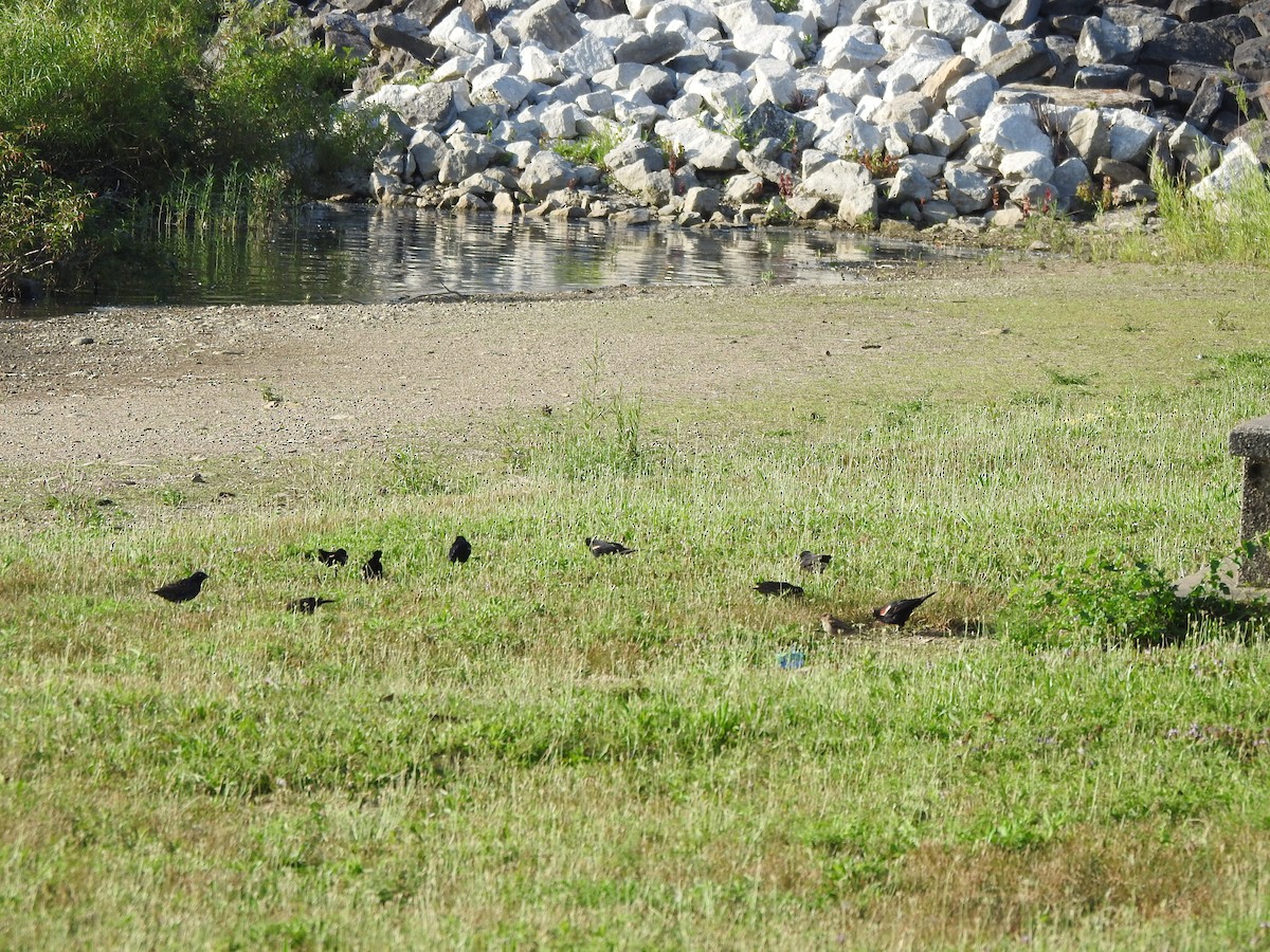 Red-winged Blackbird - ML599142561