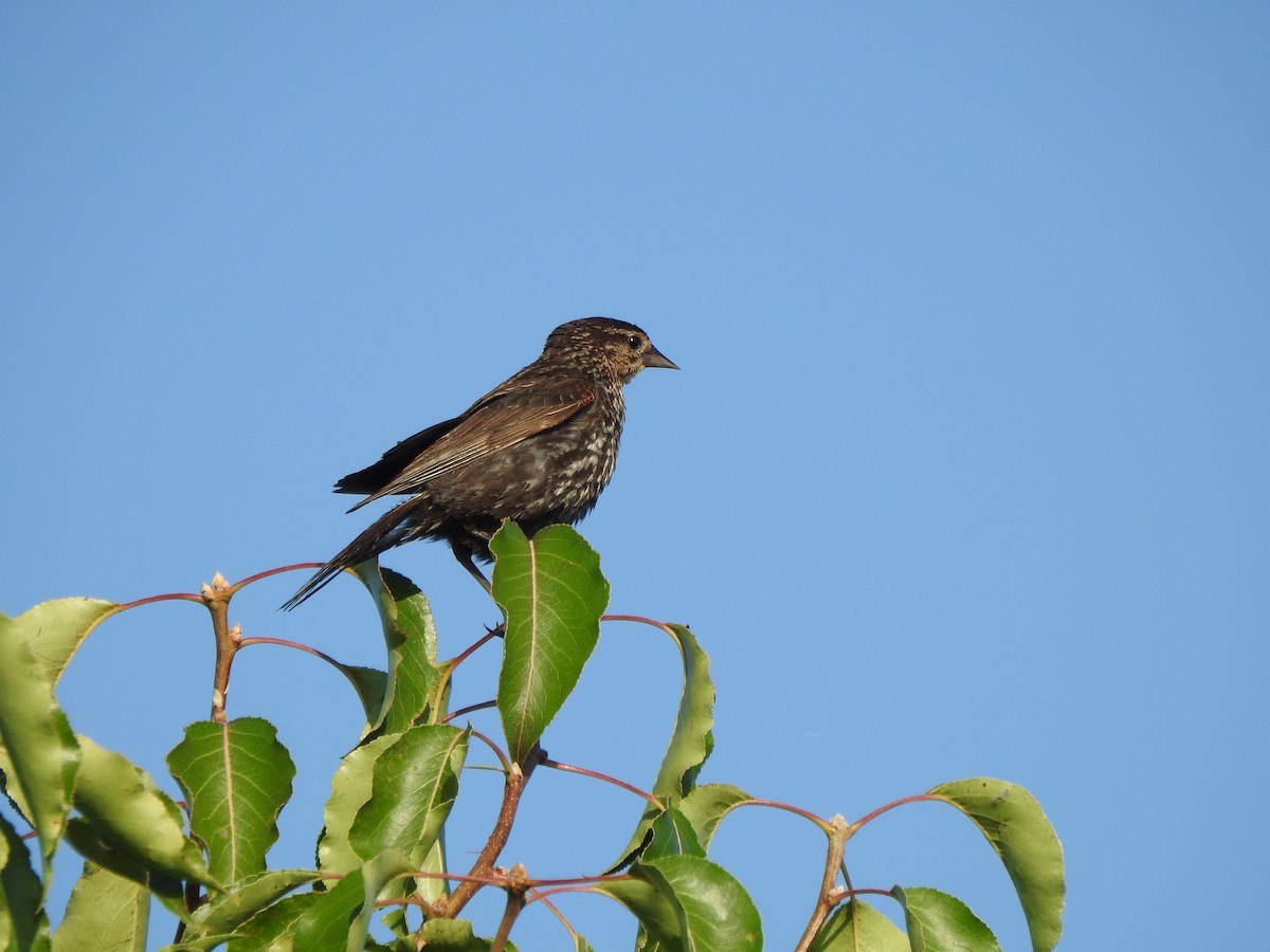 Red-winged Blackbird - ML599142571