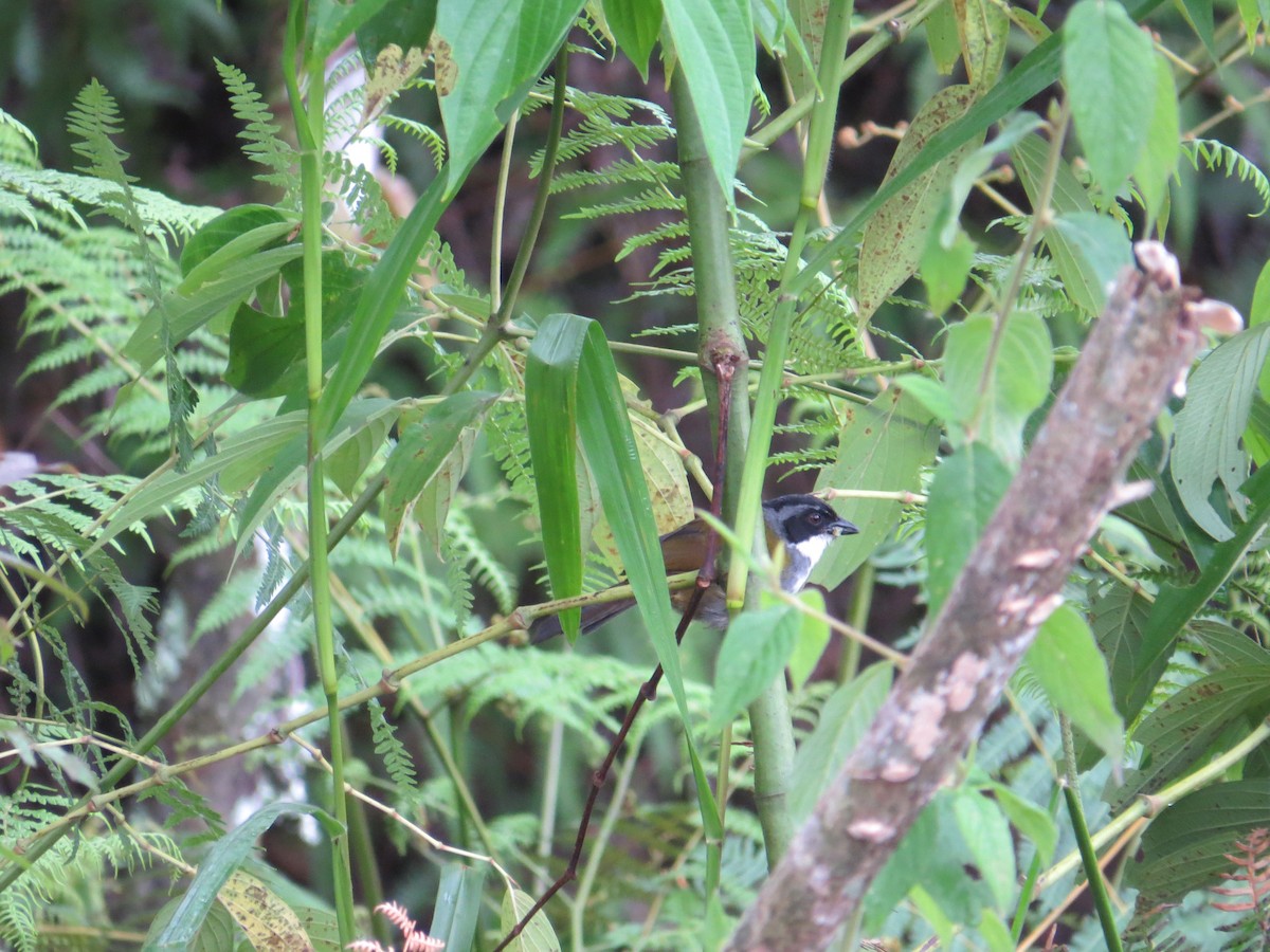 Costa Rican Brushfinch - ML599142781