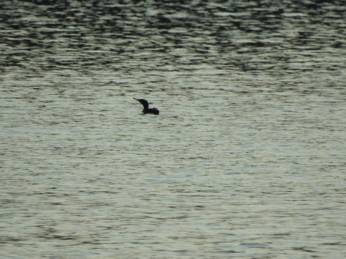 Double-crested Cormorant - ML599142831