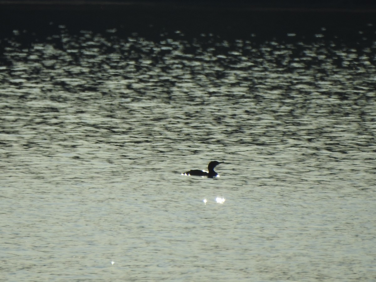 Double-crested Cormorant - ML599142841