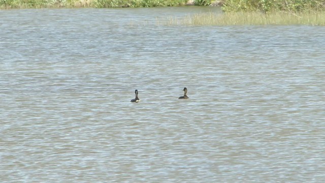 Tufted Duck - ML599143721