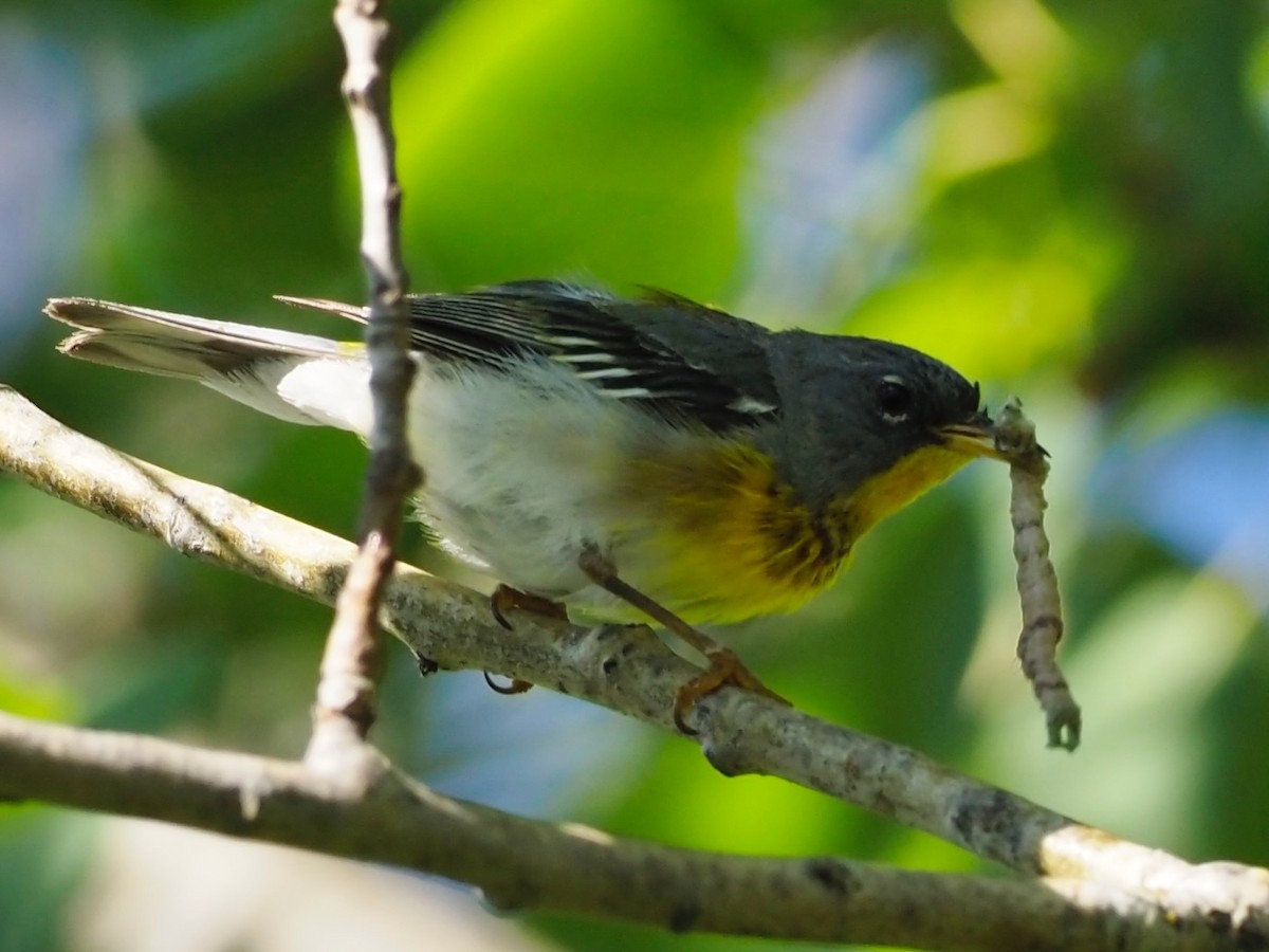 Northern Parula - ML599144081