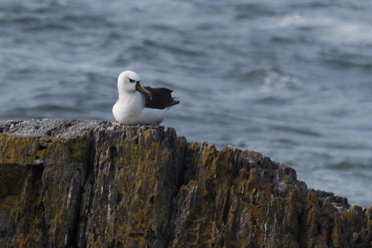 Atlantic Yellow-nosed Albatross - ML599144451