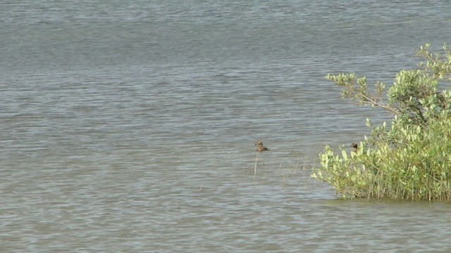 Horned Grebe - ML599145221