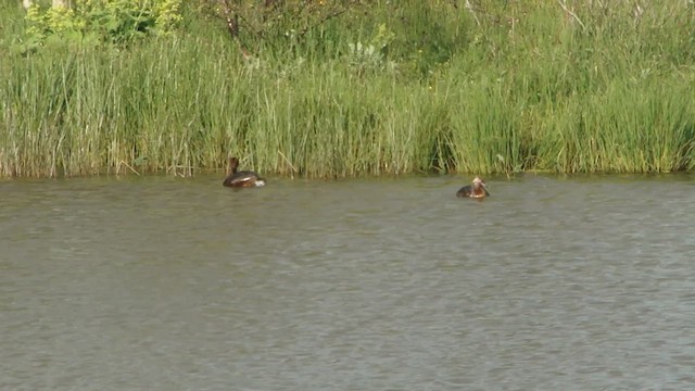 Horned Grebe - ML599145901