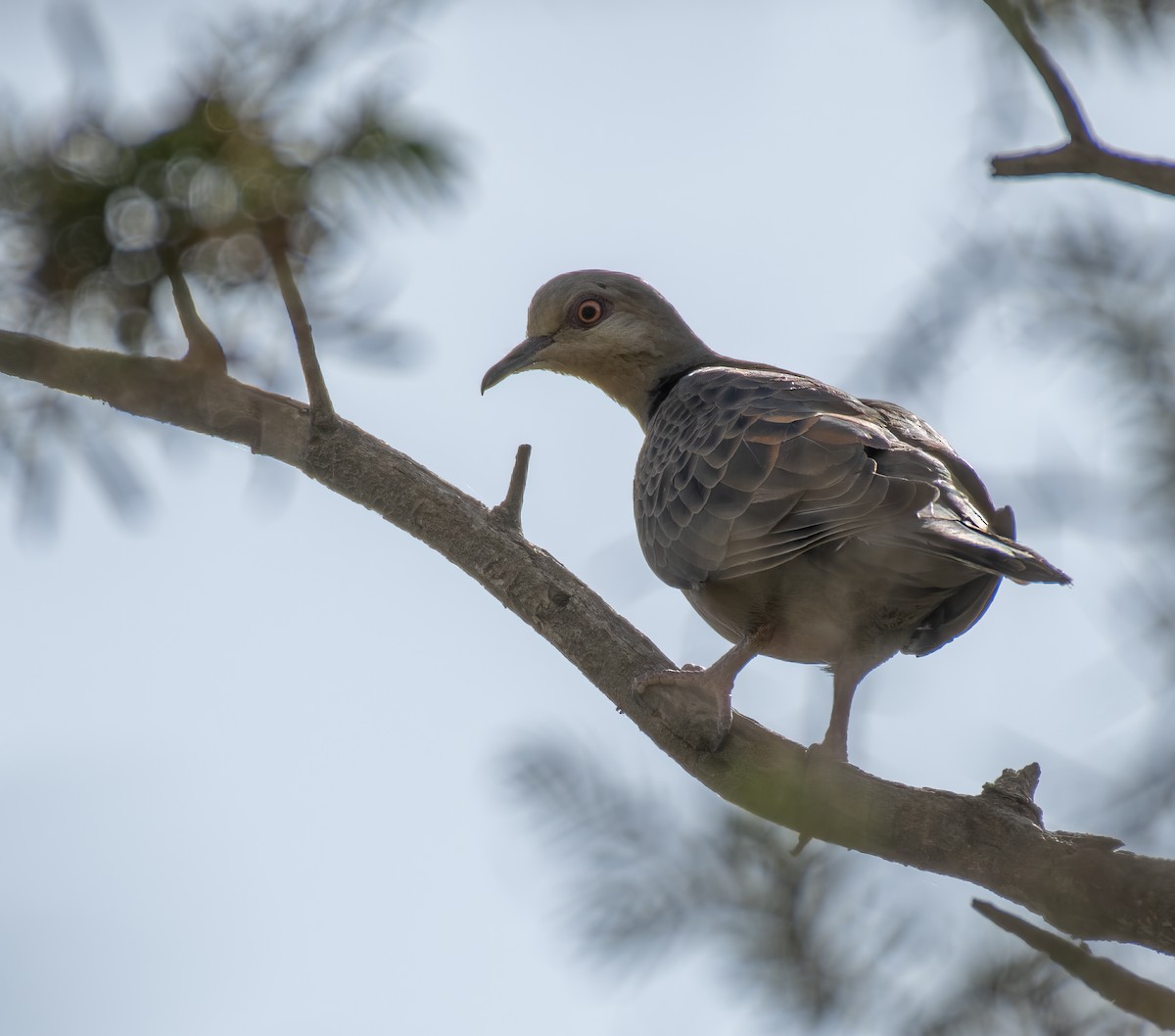 Dusky Turtle-Dove - ML599146691