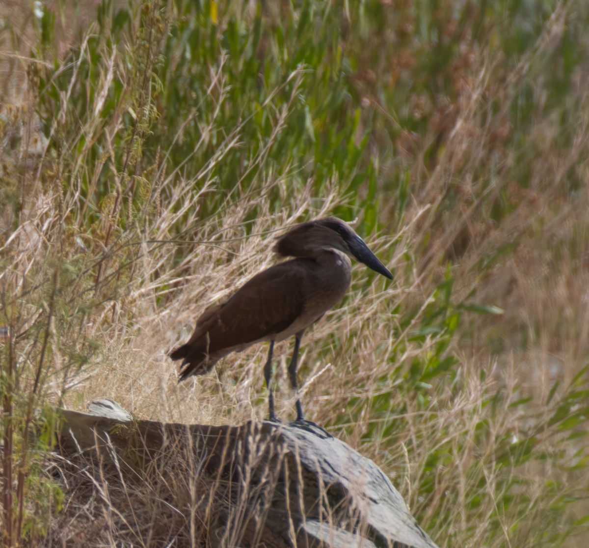 Hamerkop - ML599146731