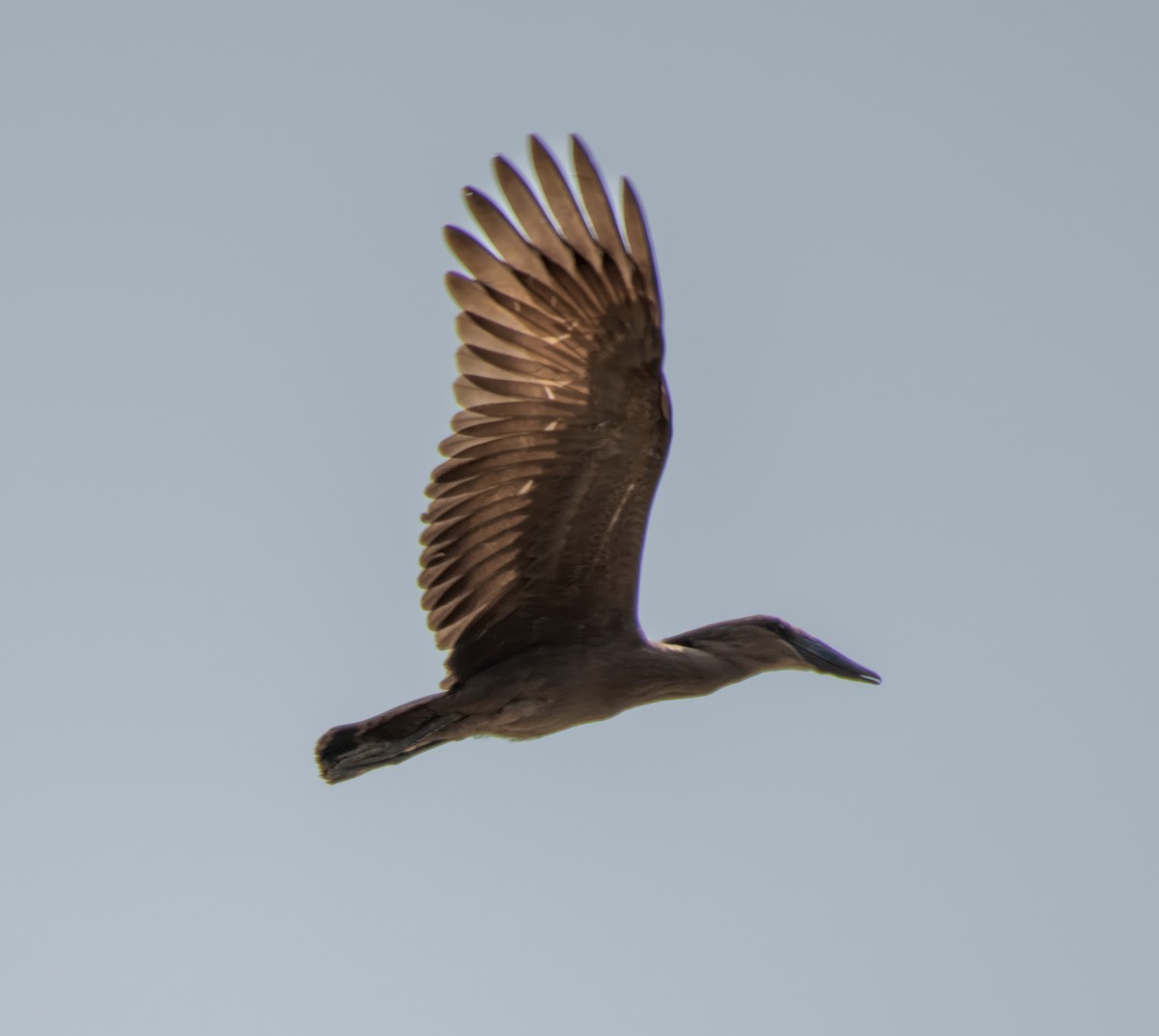 Hamerkop - ML599146761