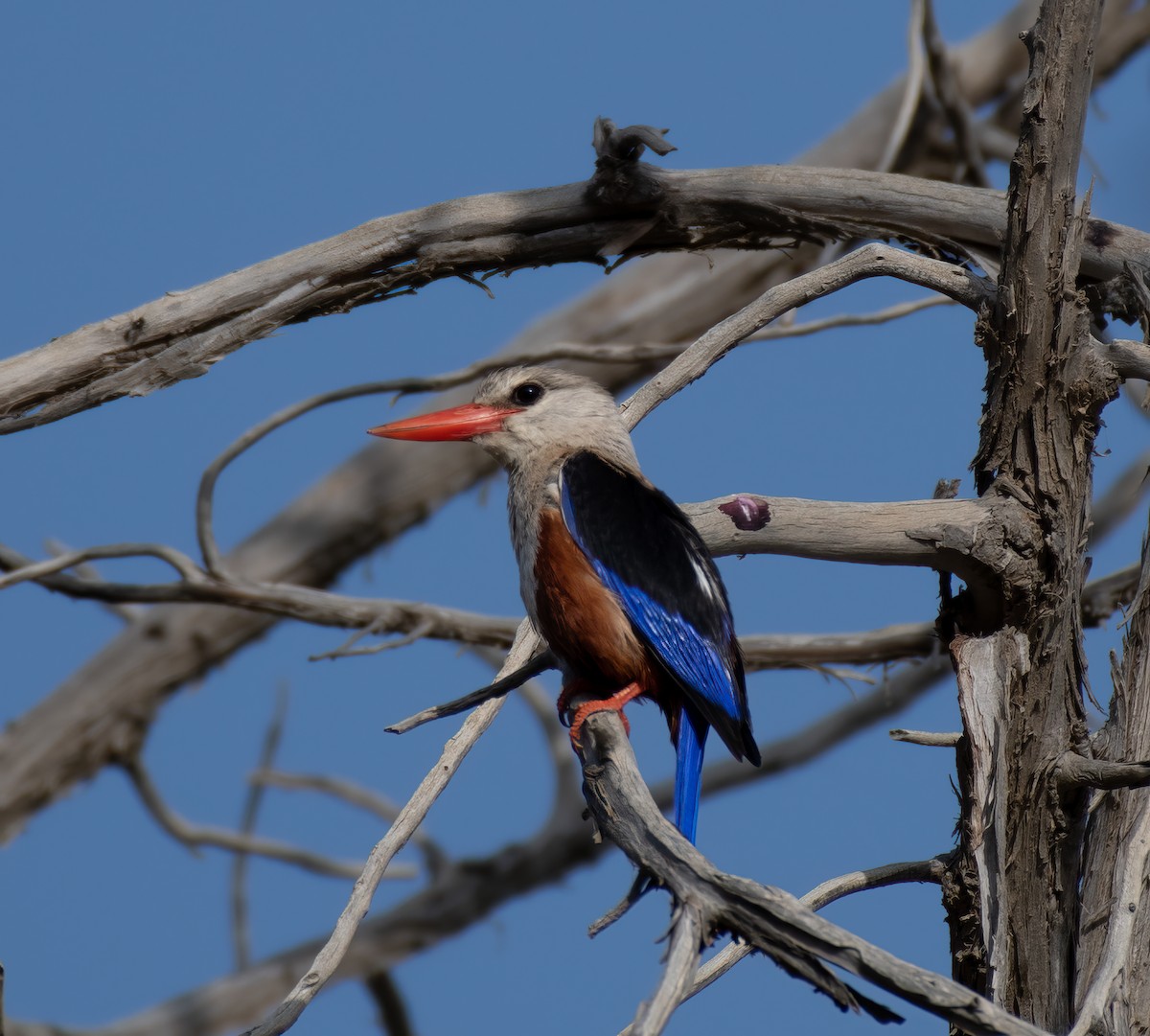 Gray-headed Kingfisher - ML599146841