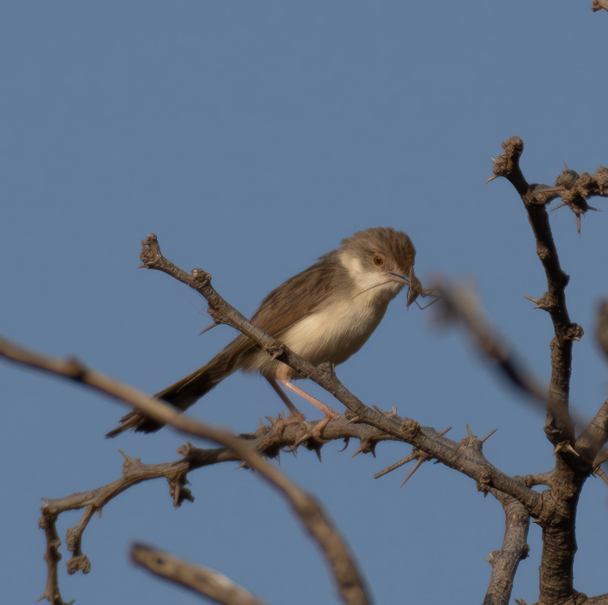 Prinia gracile - ML599146911