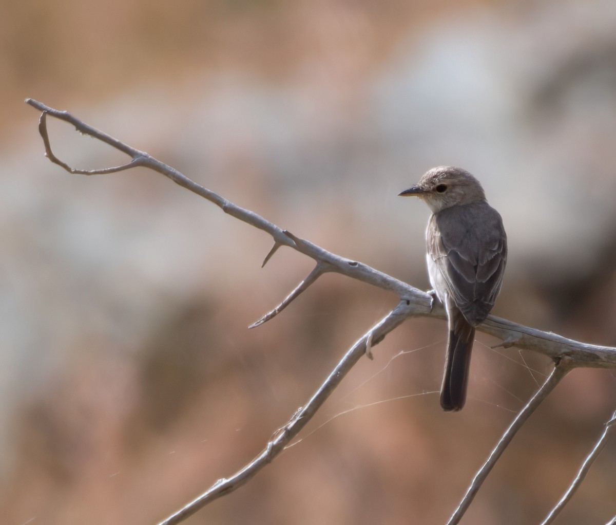 Gambaga Flycatcher - ML599147091
