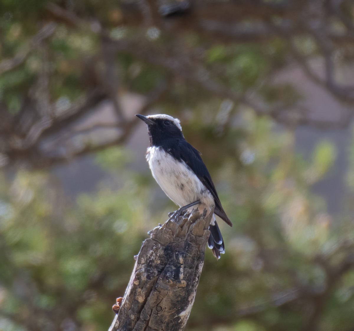 Arabian Wheatear - ML599147261