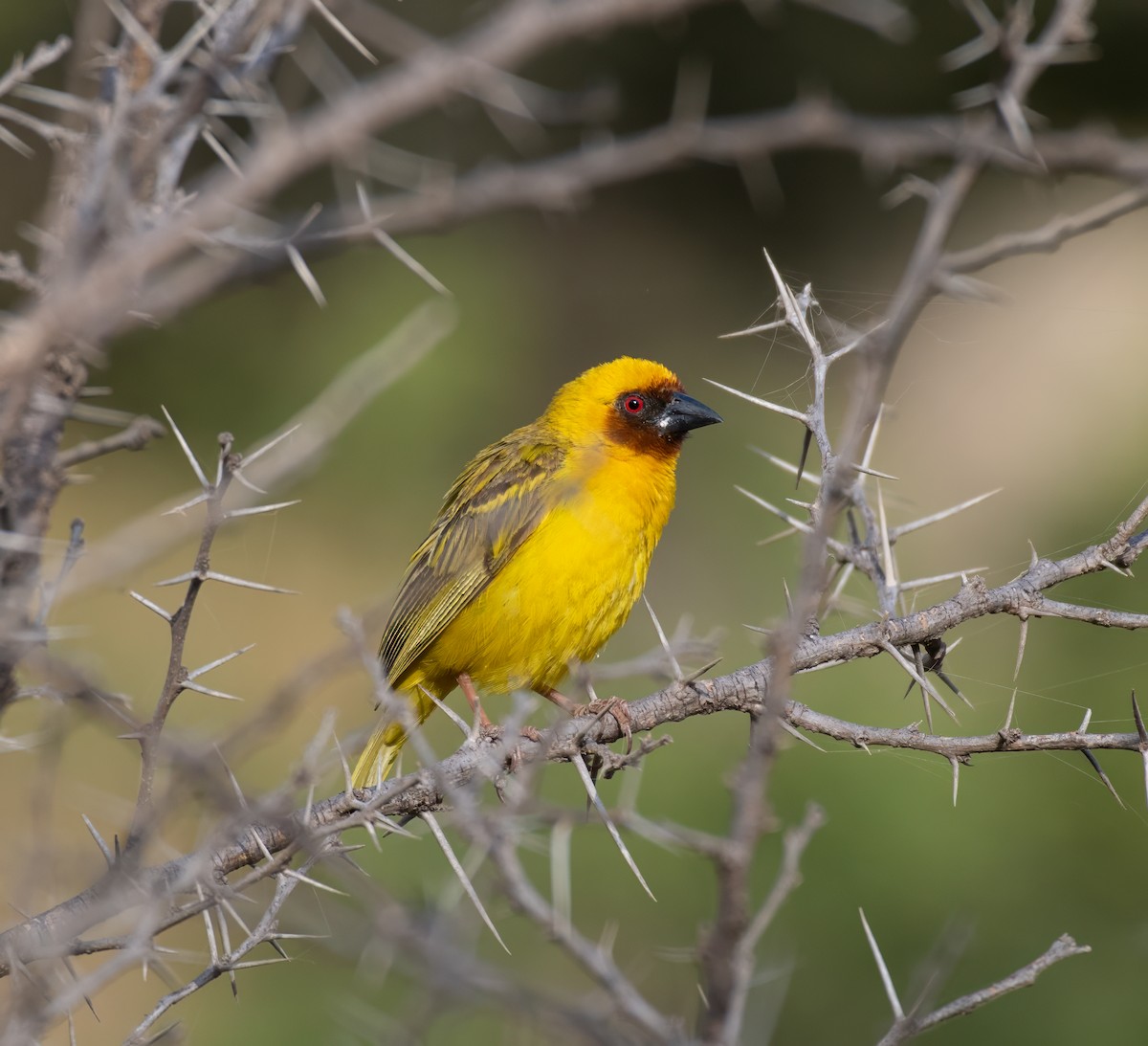 Rüppell's Weaver - ML599147661
