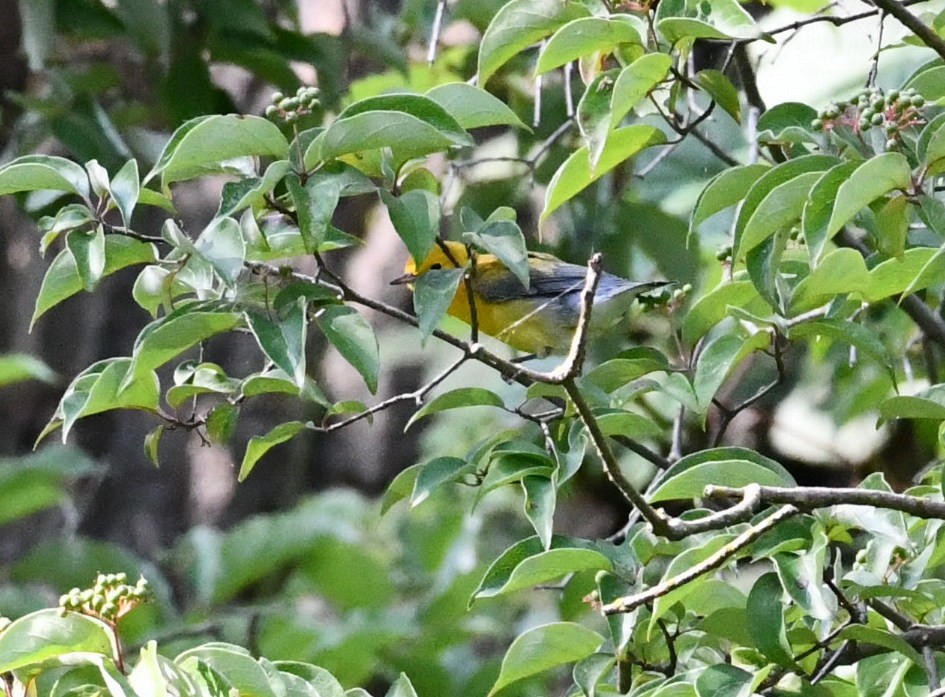 Prothonotary Warbler - ML599147711