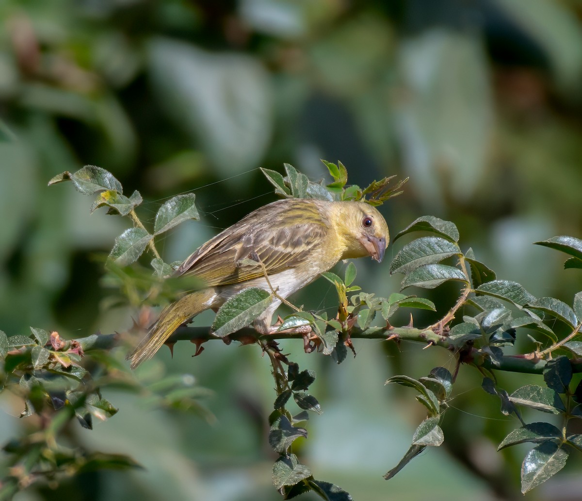 Rüppell's Weaver - ML599147771