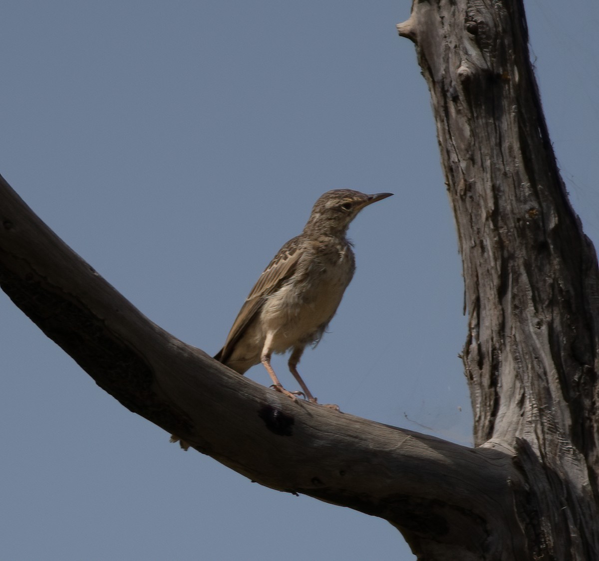 Long-billed Pipit - ML599147971