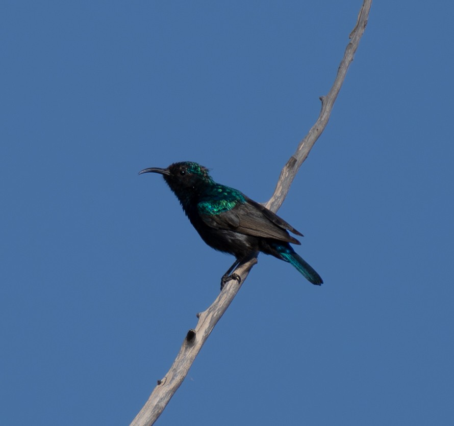 Palestine Sunbird - ML599148381