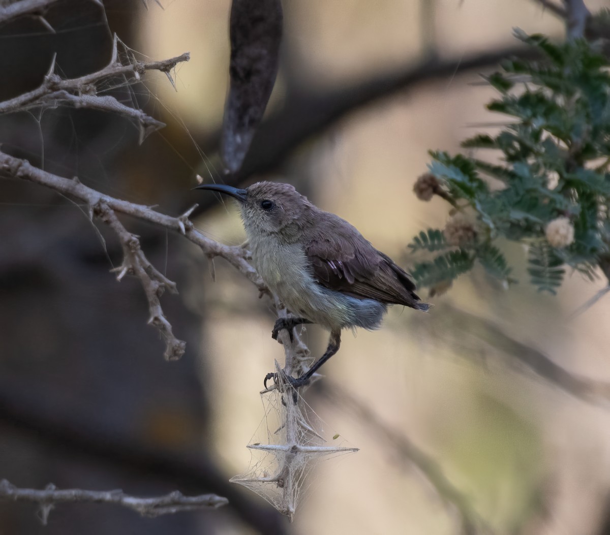 Palestine Sunbird - ML599148431