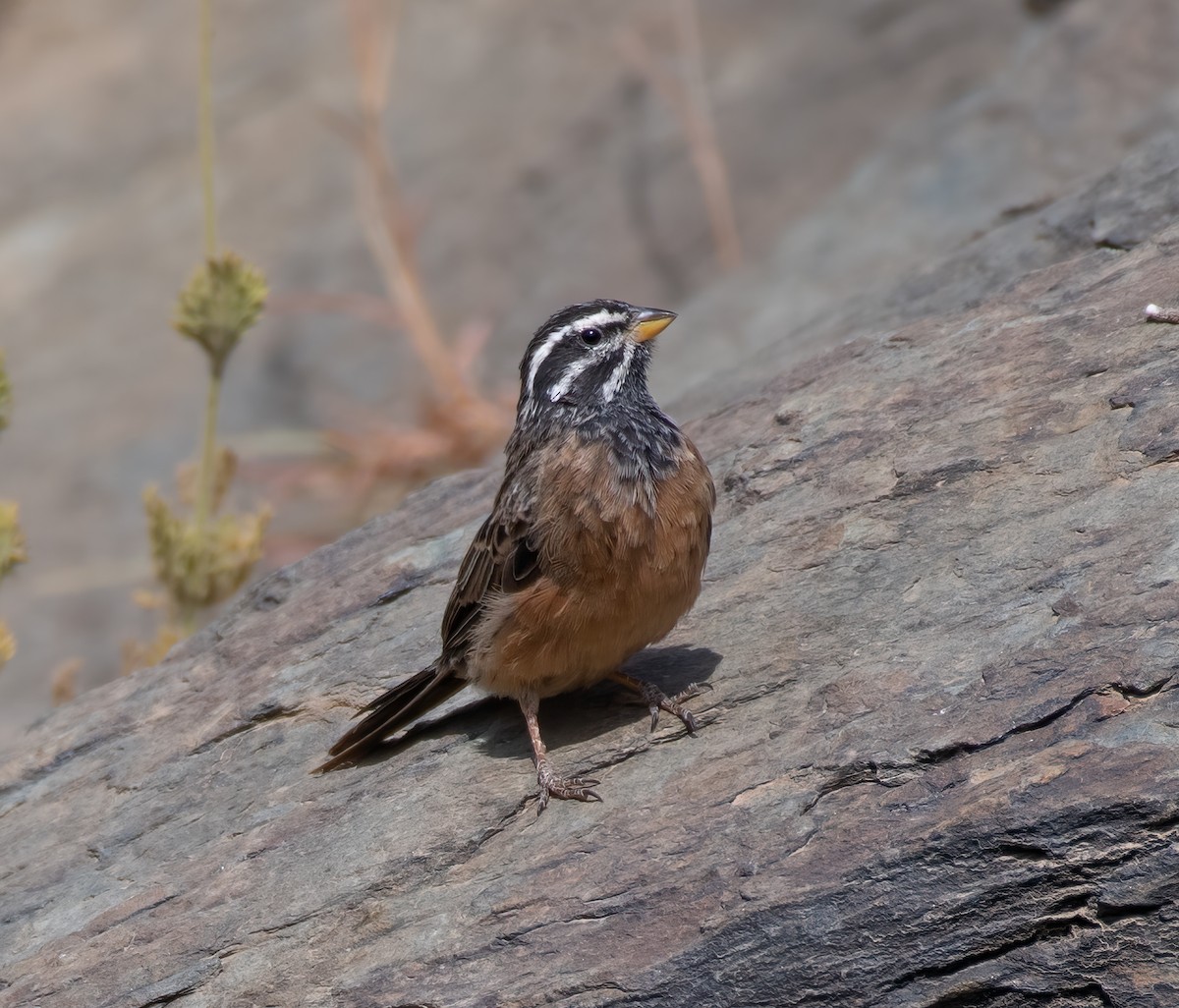 Cinnamon-breasted Bunting - ML599149271