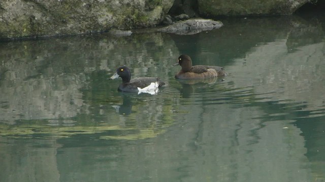 Tufted Duck - ML599150001