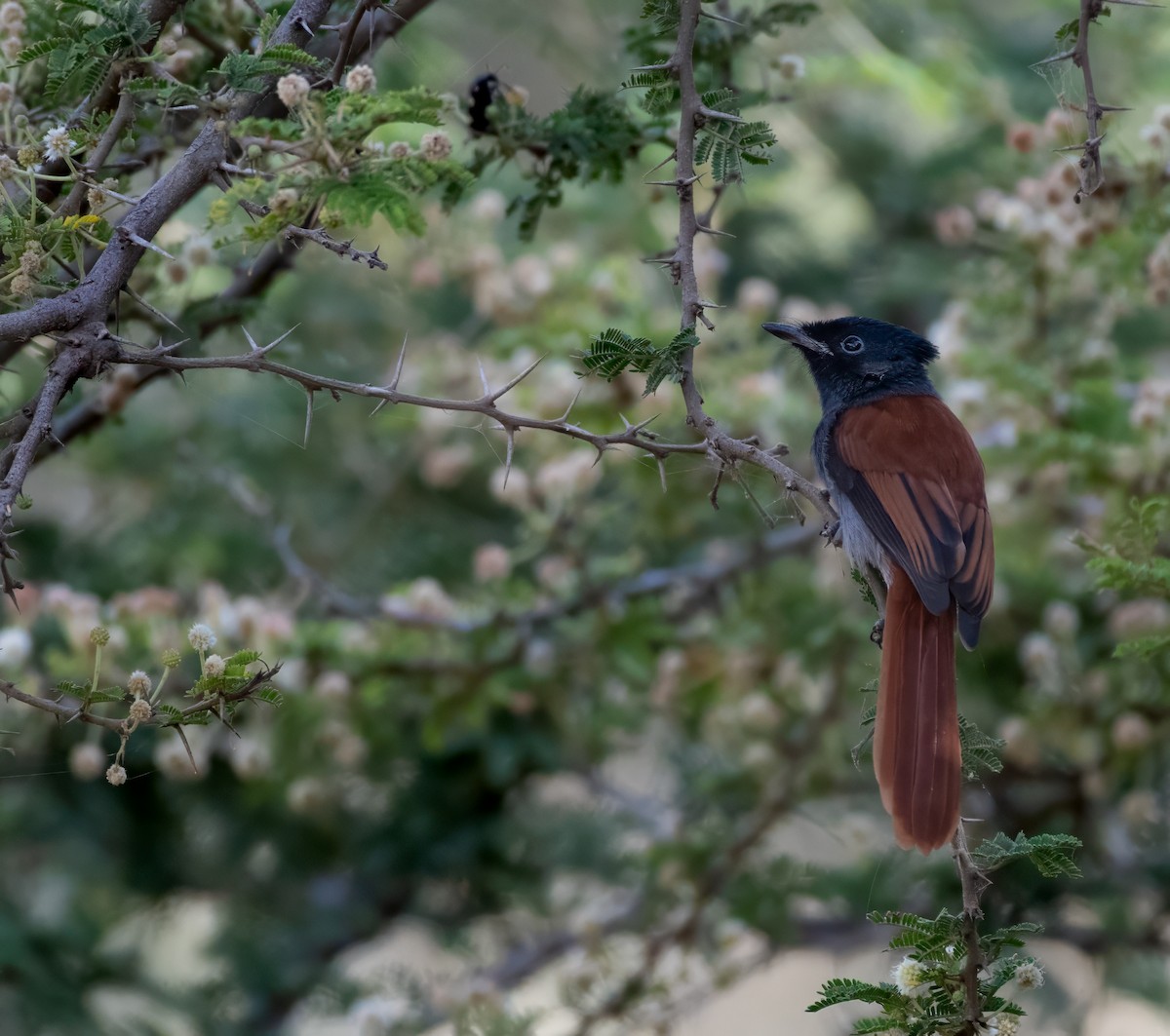 African Paradise-Flycatcher - ML599150011