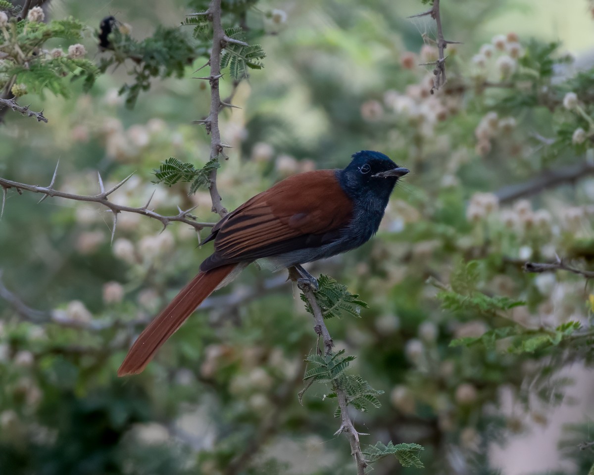 African Paradise-Flycatcher - ML599150021